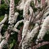 Actaea Racemosa Atropurpurea